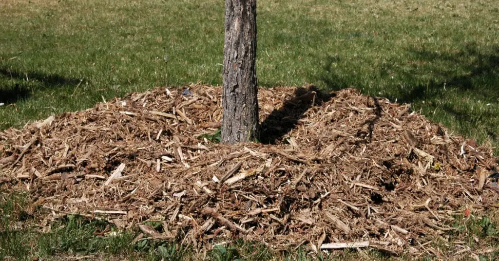 Using Wood Chips After Tree Trimming, Do's & Dont's