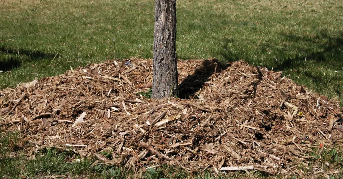 Using Wood Chips After Tree Trimming, Do's & Dont's