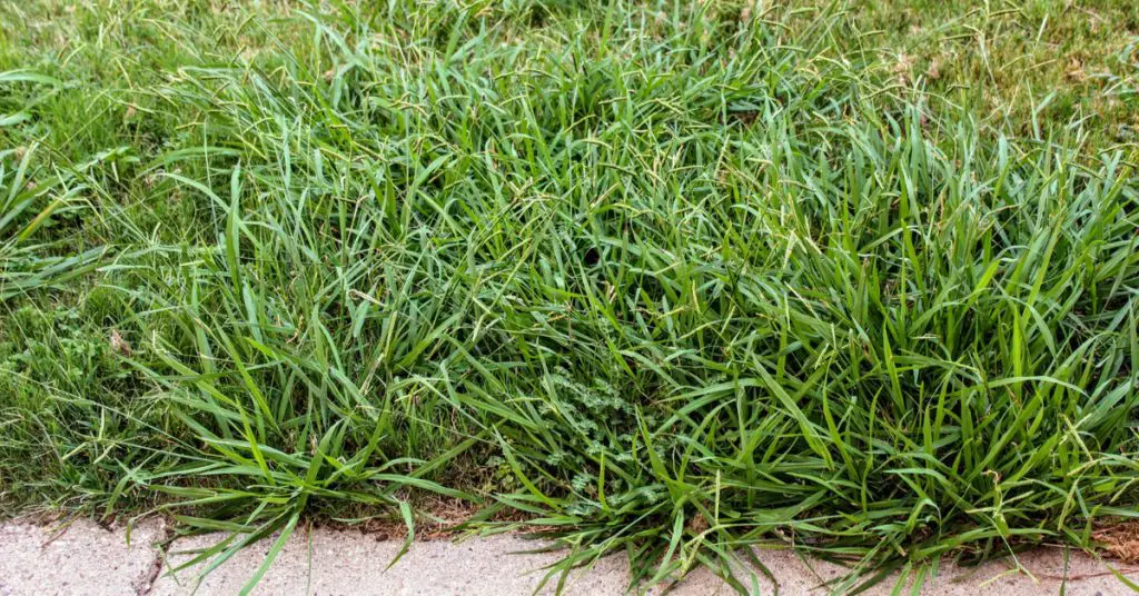 HELP! How to Prevent and Get Rid of Crabgrass