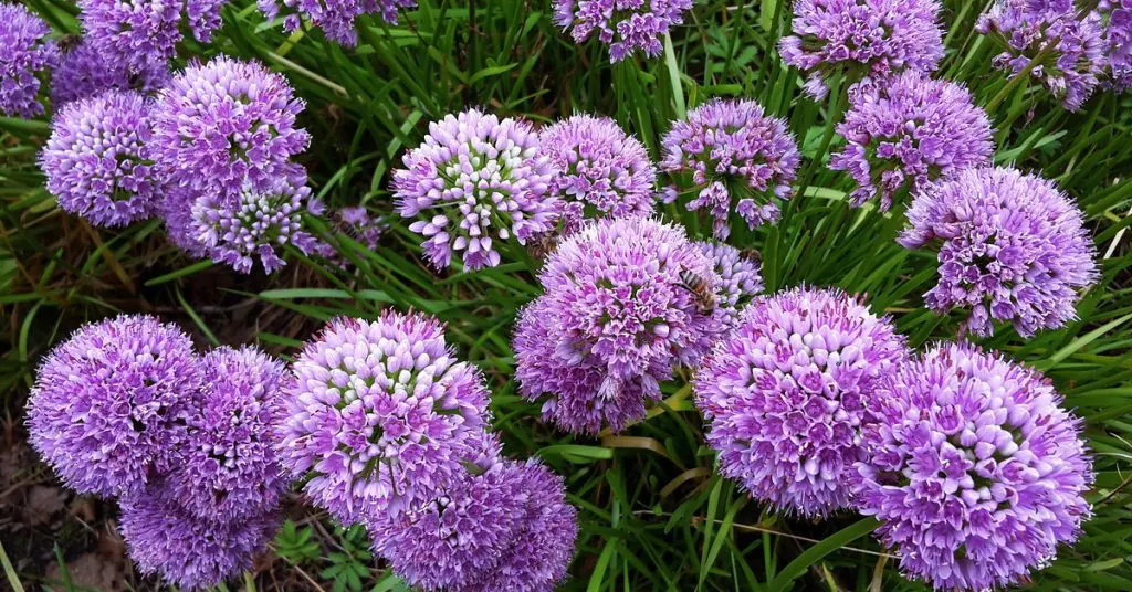 7 Best Plants To Plant In Fall For Spring Blooms, allium