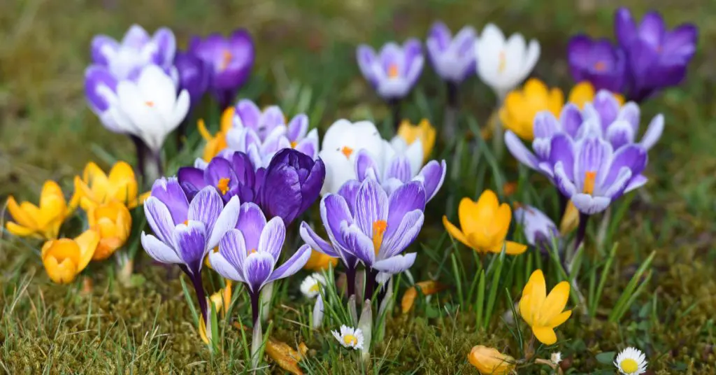 7 Best Plants To Plant In Fall For Spring Blooms, crocus