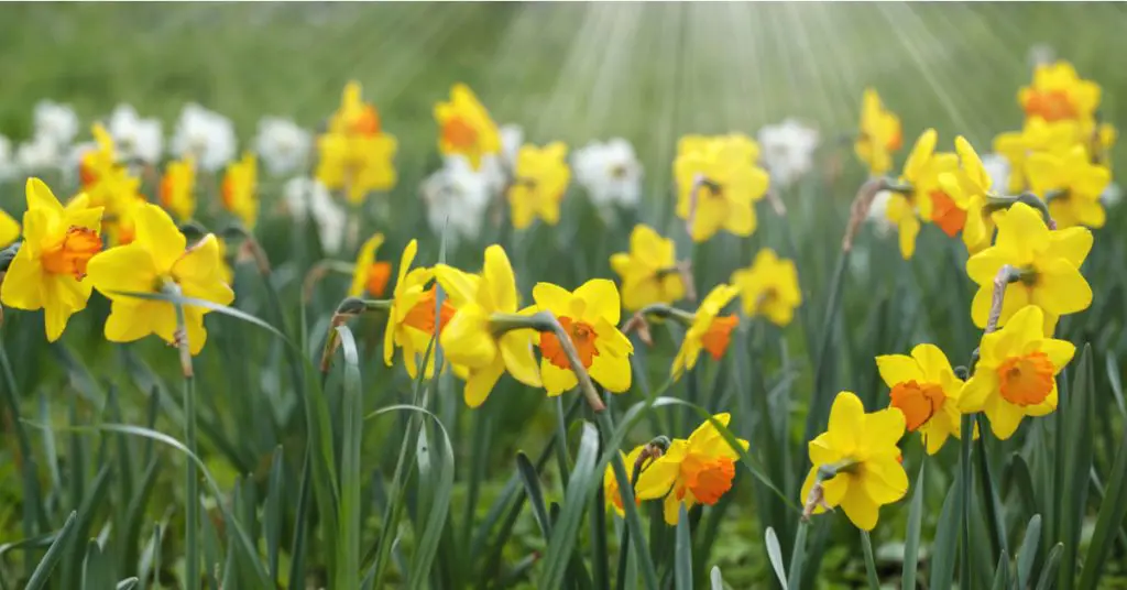 7 Best Plants To Plant In Fall For Spring Blooms, daffodils