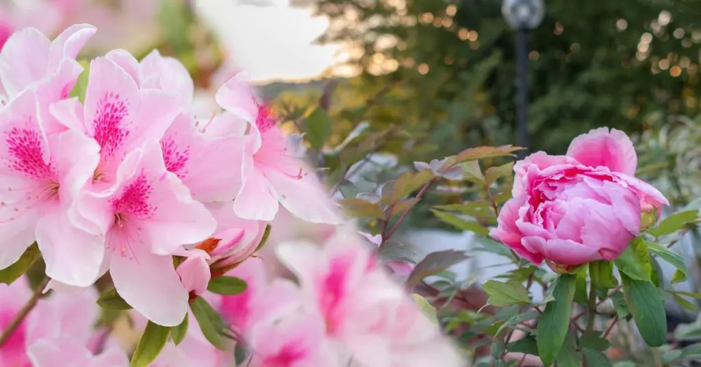 7 Best Plants To Plant In Fall For Spring Blooms, peonias and azaleas