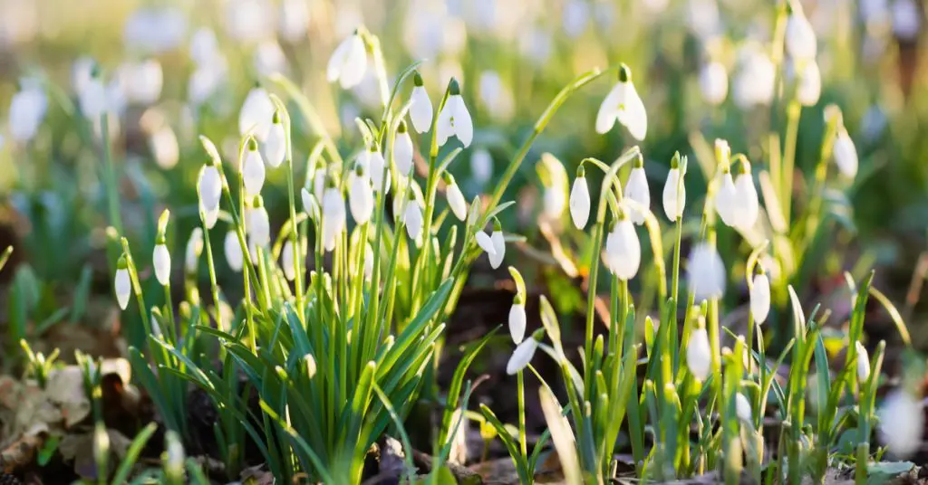 7 Best Plants To Plant In Fall For Spring Blooms, snow drops