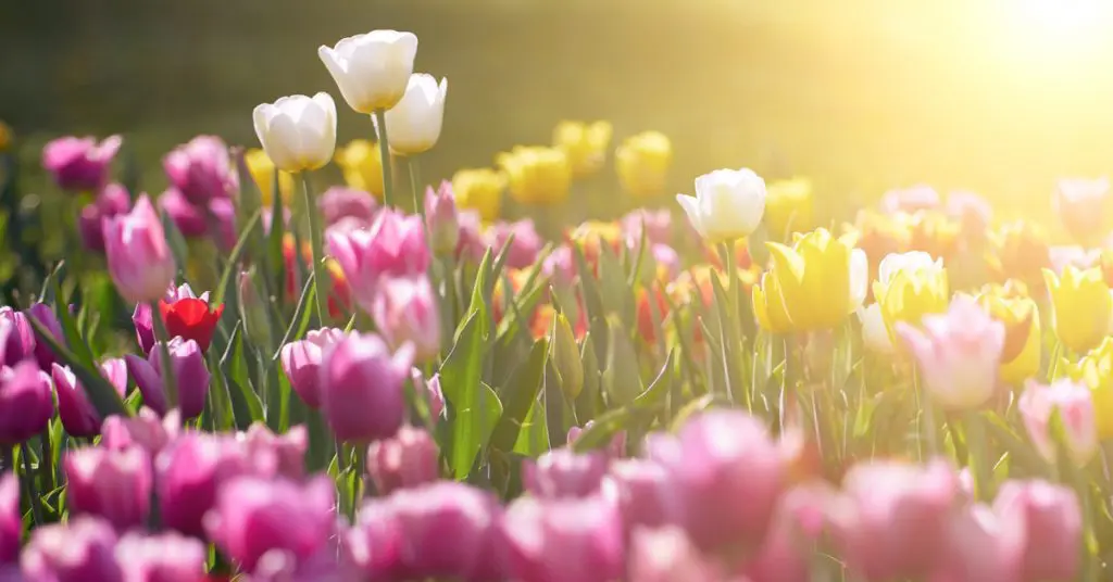 7 Best Plants To Plant In Fall For Spring Blooms, tulips