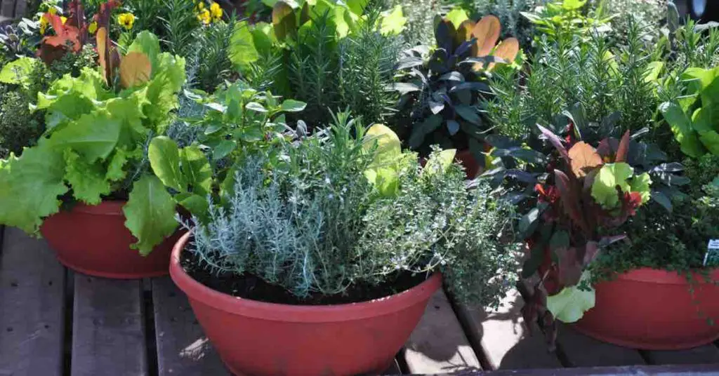 Container Gardening Ideas That Ease Gardening Woes