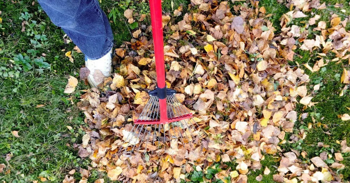 Affordable Fall Leaf Cleanup Services