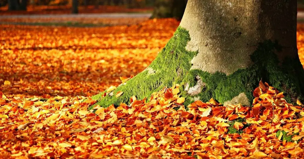 Best Time and Best Way to Rake Leaves
