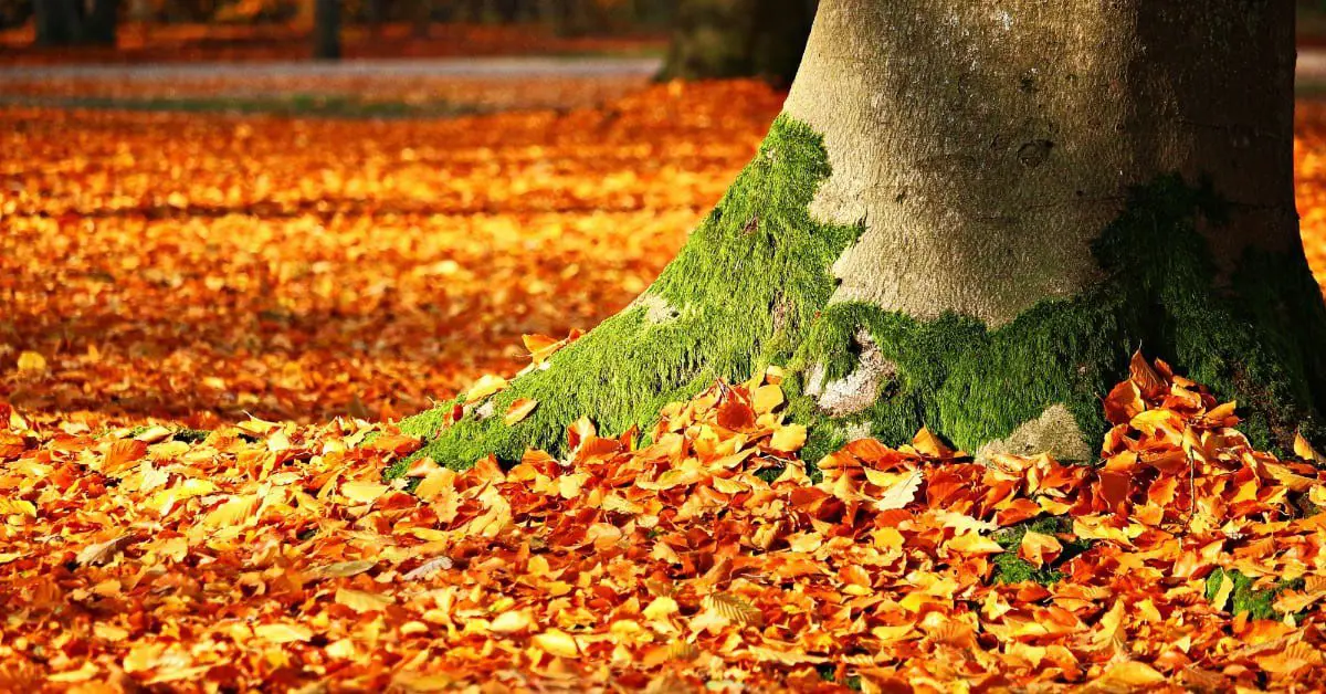 Best Time and Best Way to Rake Leaves