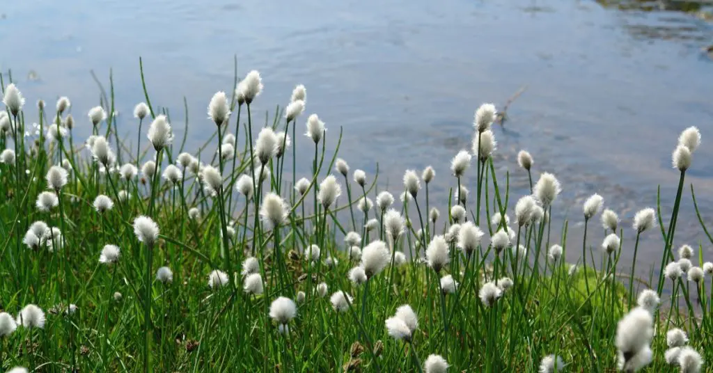 Green Grasses, Cotton Grass