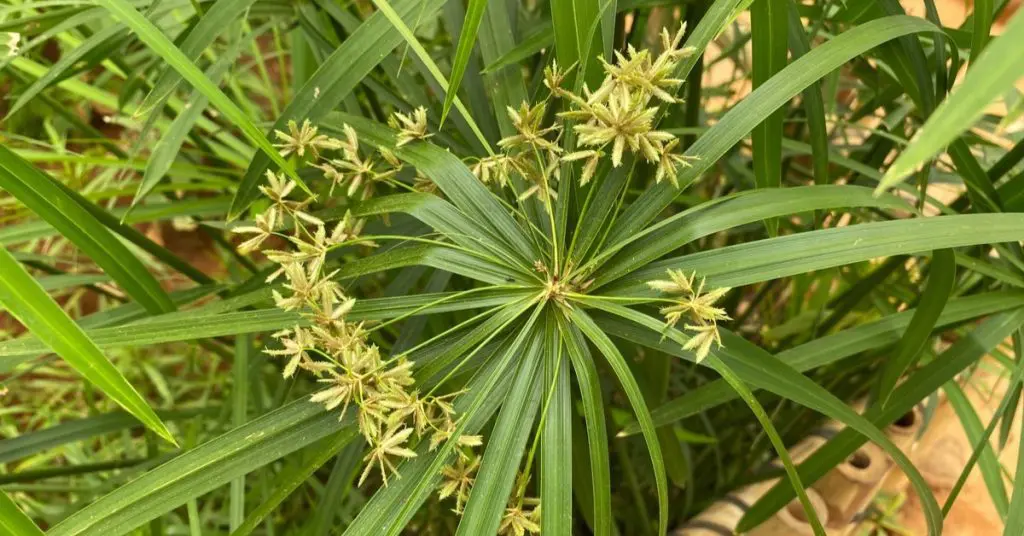 Green grasses, Cyperus sedg