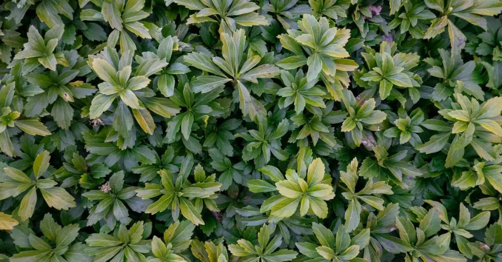 Ground Cover, Japanese Spurge, Pachysandra Terminalis