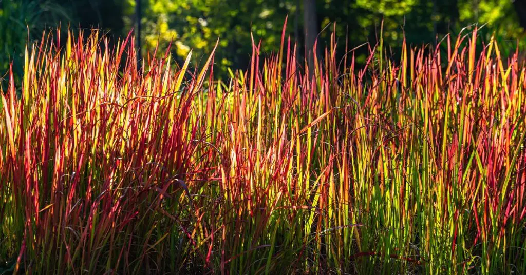 Japanese Blood Grass