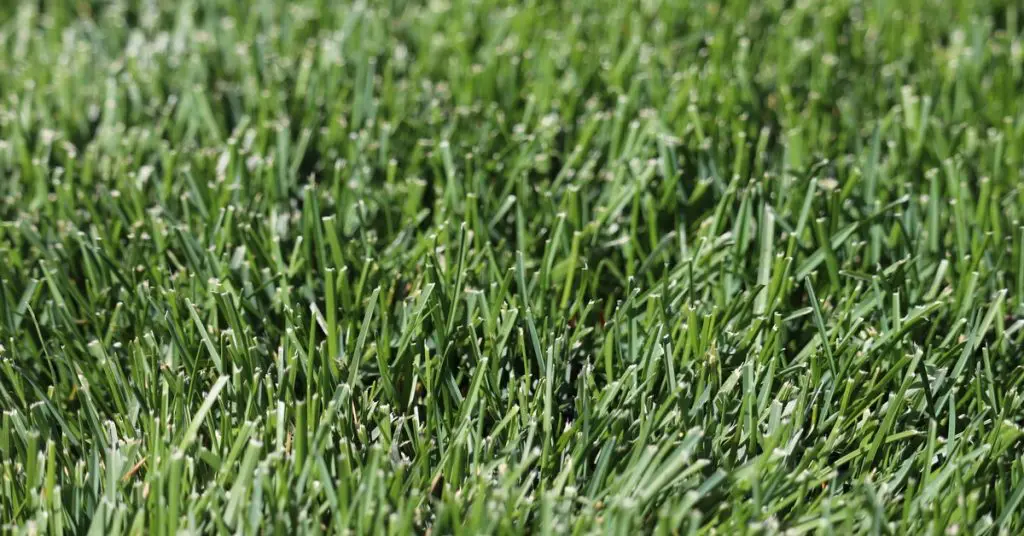 Green grasses, bluegrass