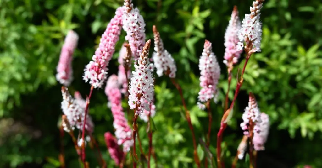 ground cover, Persicaria affinis 'Darjeeling Red'