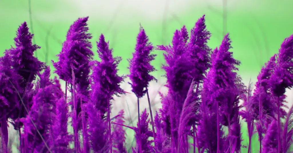 Green grasses, purple pampas grass