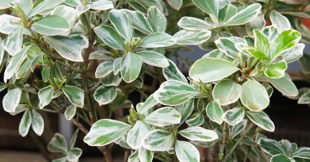 Ground Cover, Silver Queen, Euonymus Fortunel