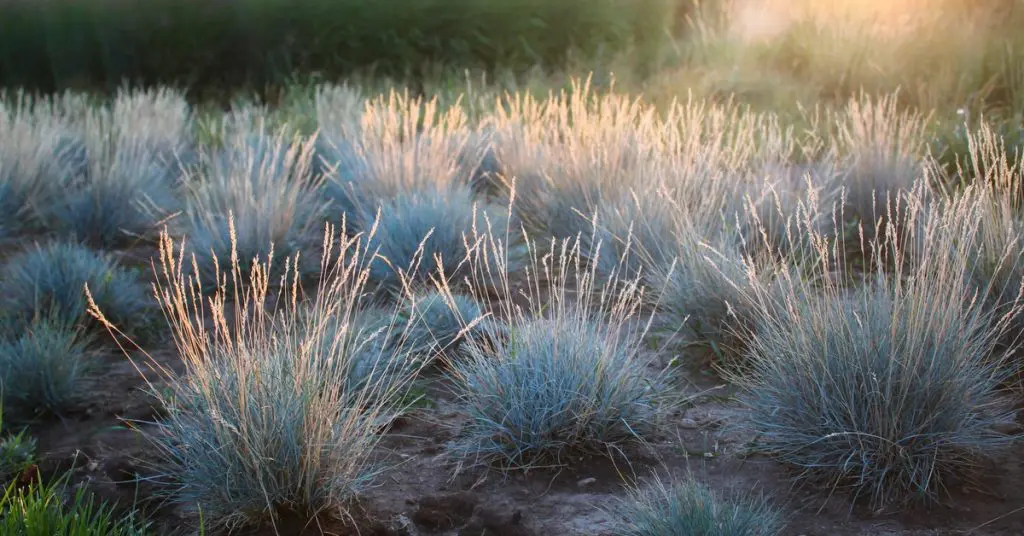 green grasses, blue fesce