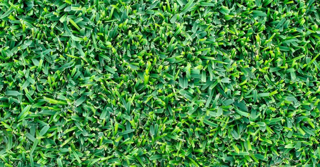 green grasses, buffalo grass