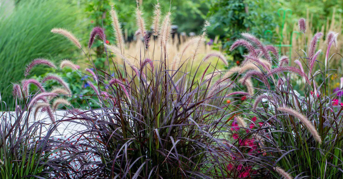 7 Ideas To Go Beyond Green: Grasses with Color