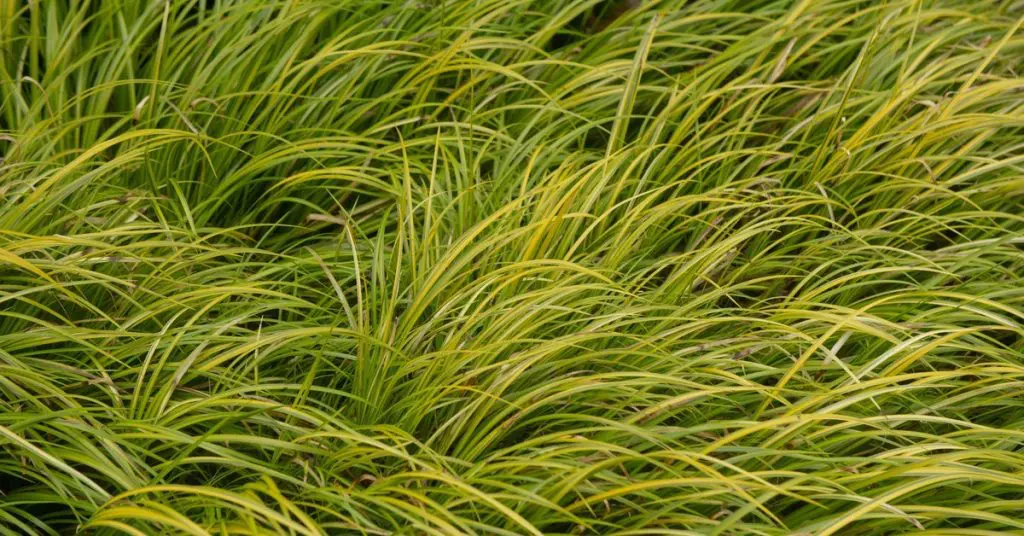 Grasses with color, golden variegated sweet flag