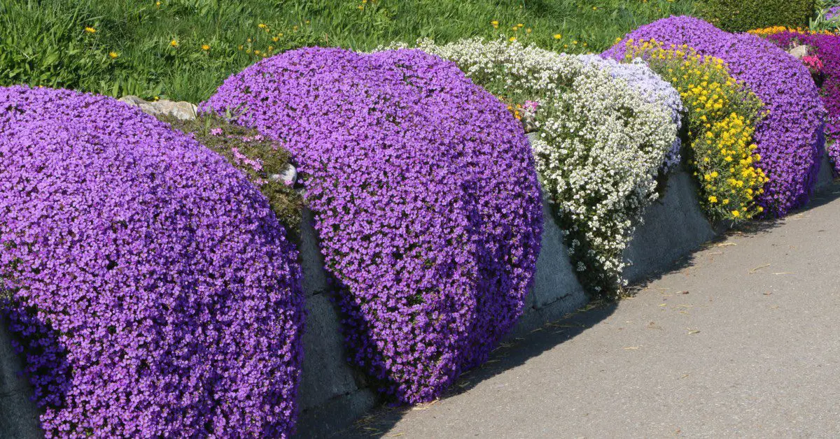 Complete Guide to Ground Cover Plants