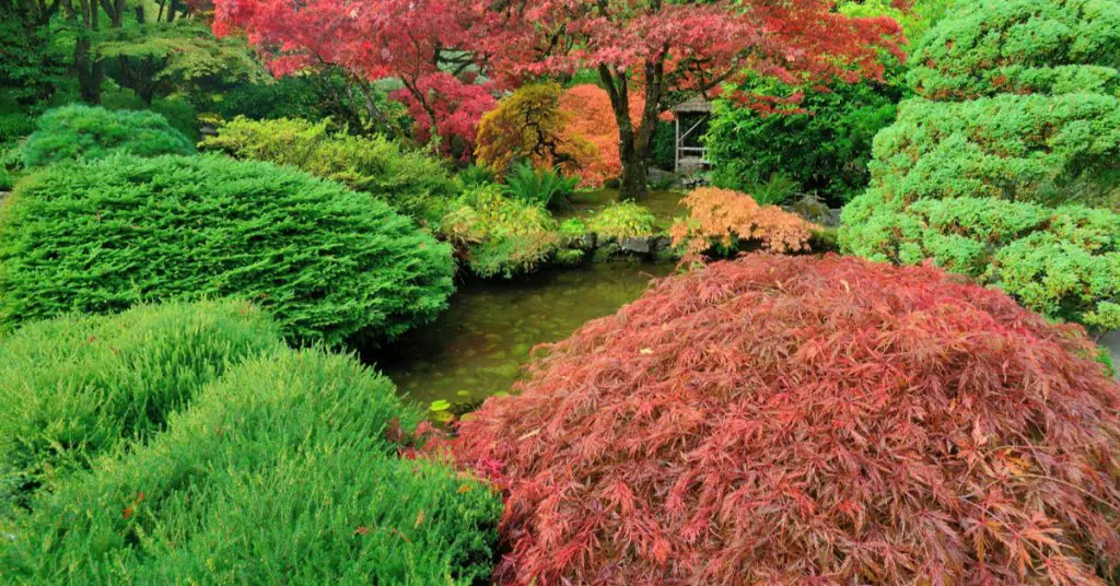 Japanese Maple Guide to Planting and Care