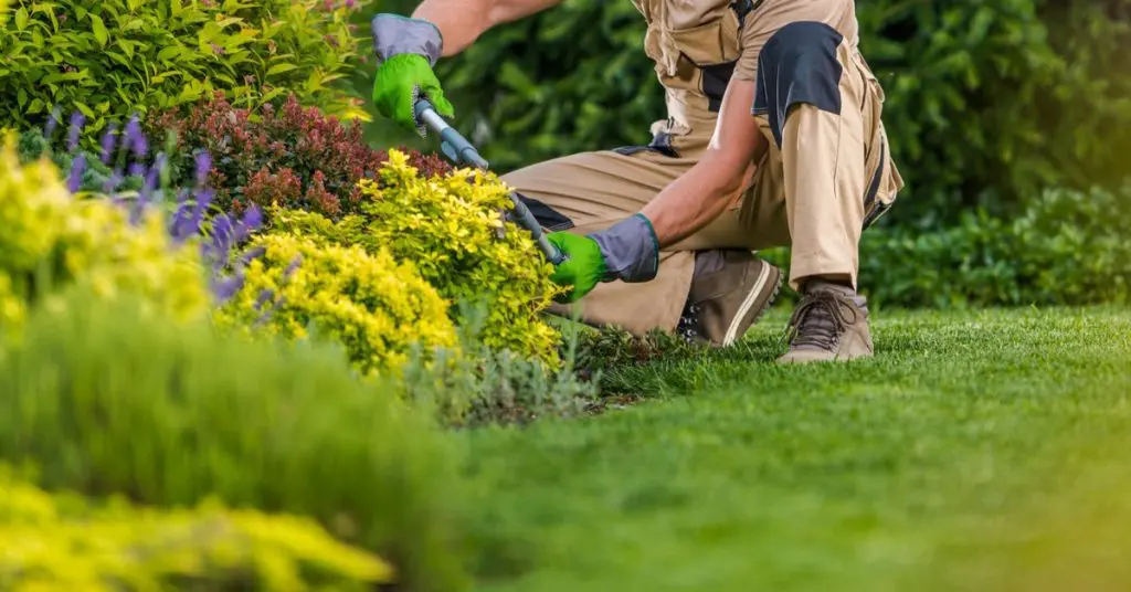 The Difference, How & When, Trimming vs. Pruning
