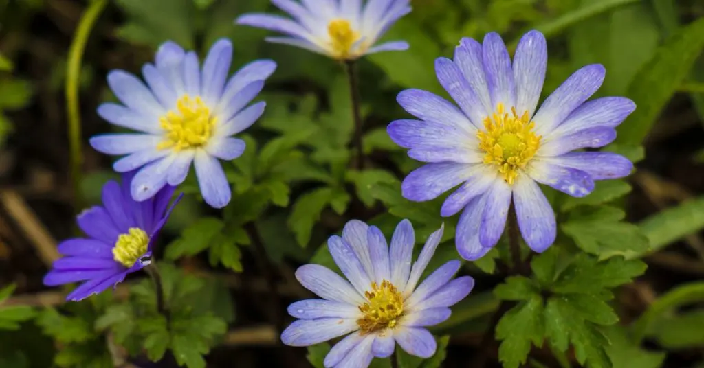 Small But Mighty: Minor Bulbs Impact a Spring Garden, anemones