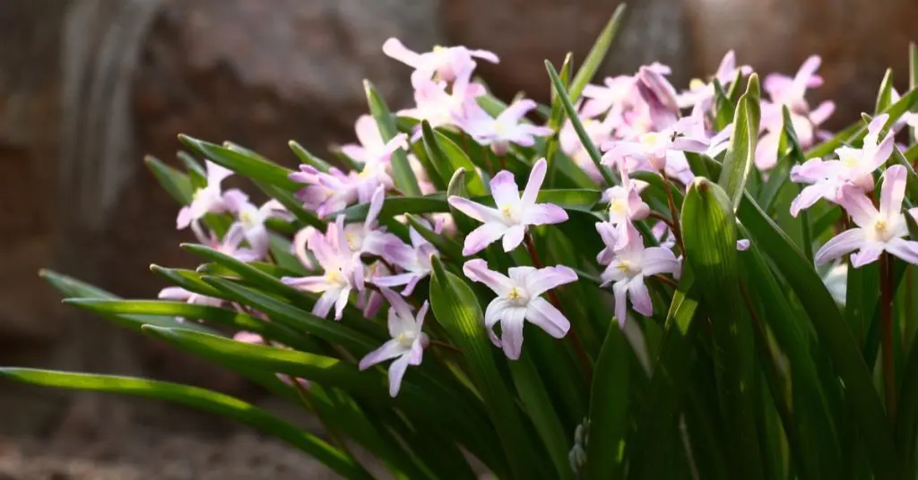 Small But Mighty: Minor Bulbs Impact a Spring Garden, chionodoxa