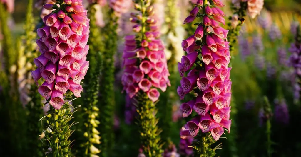 Gardening 101 for beginners, foxgloves