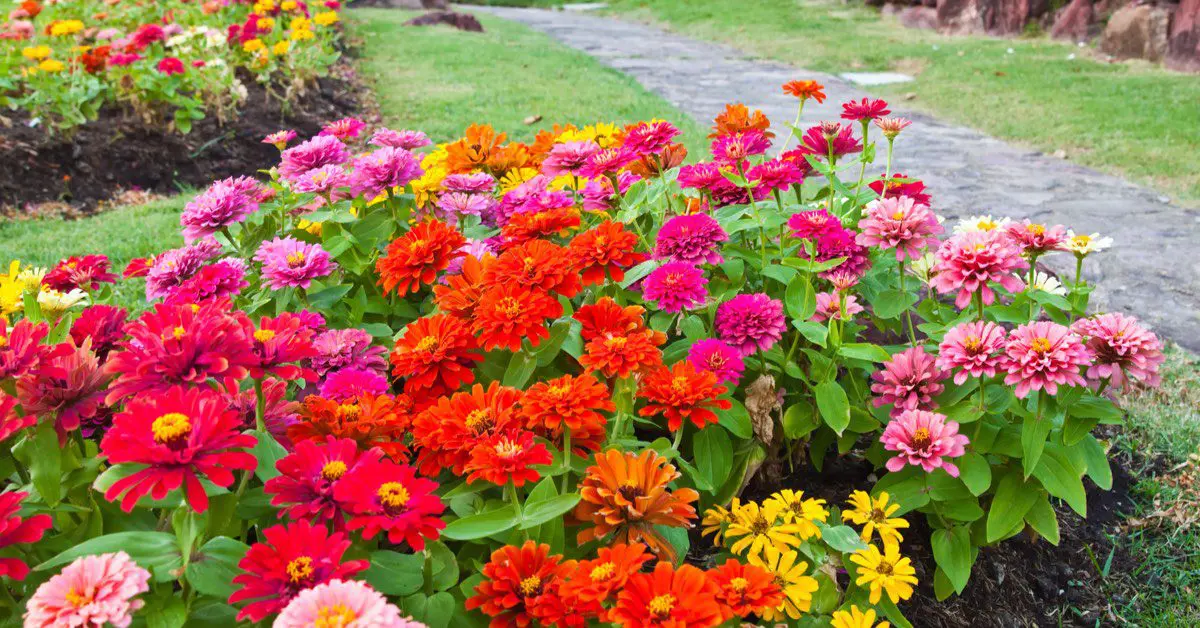 Gardening 101 for beginners