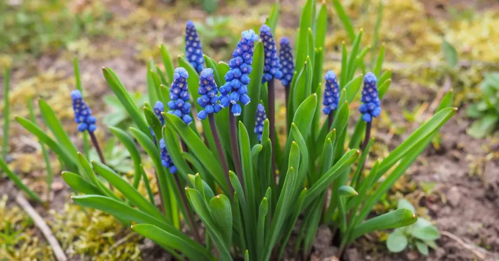 Small But Mighty: Minor Bulbs Impact a Spring Garden, grape hyacinth