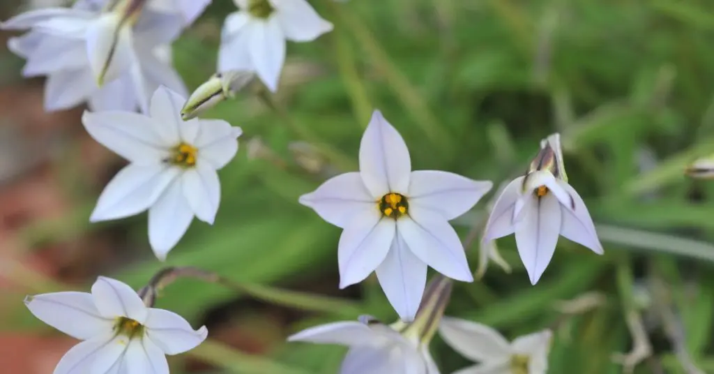 Small But Mighty: Minor Bulbs Impact a Spring Garden, ipheon