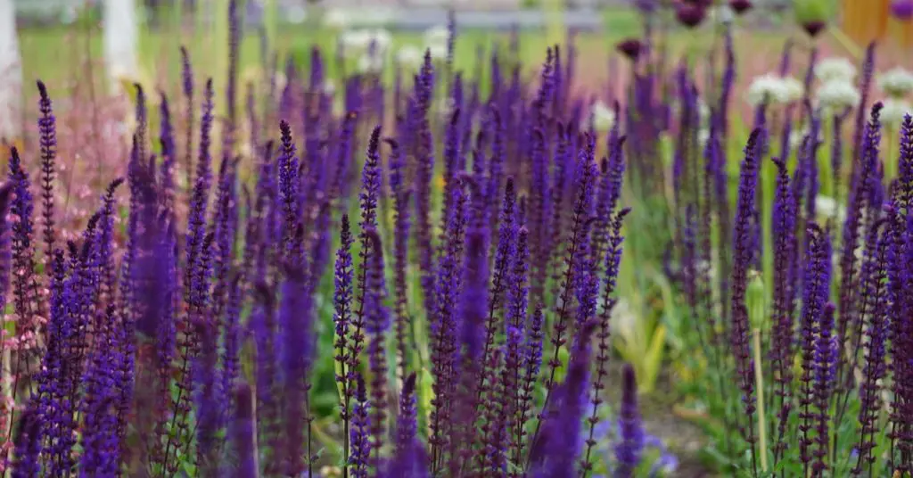 Gardening 101 for beginners, lavender