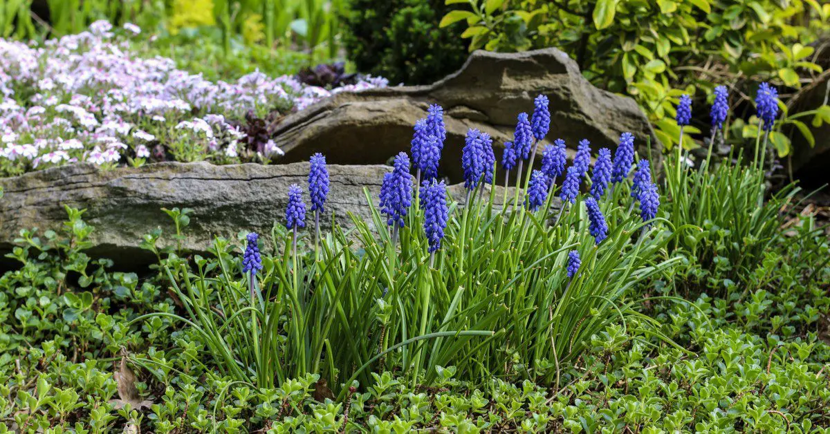 Small But Mighty: Minor Bulbs Impact a Spring Garden