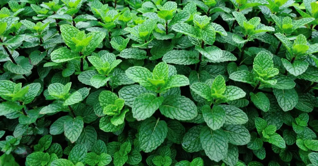 Gardening 101 for beginners, mint