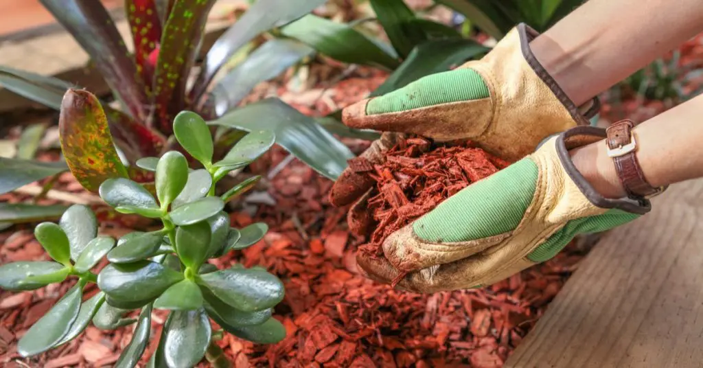 How To Apply Mulch, Tips and Tricks