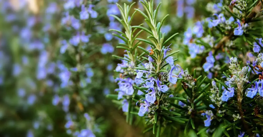 Gardening 101 for beginners, rosemary