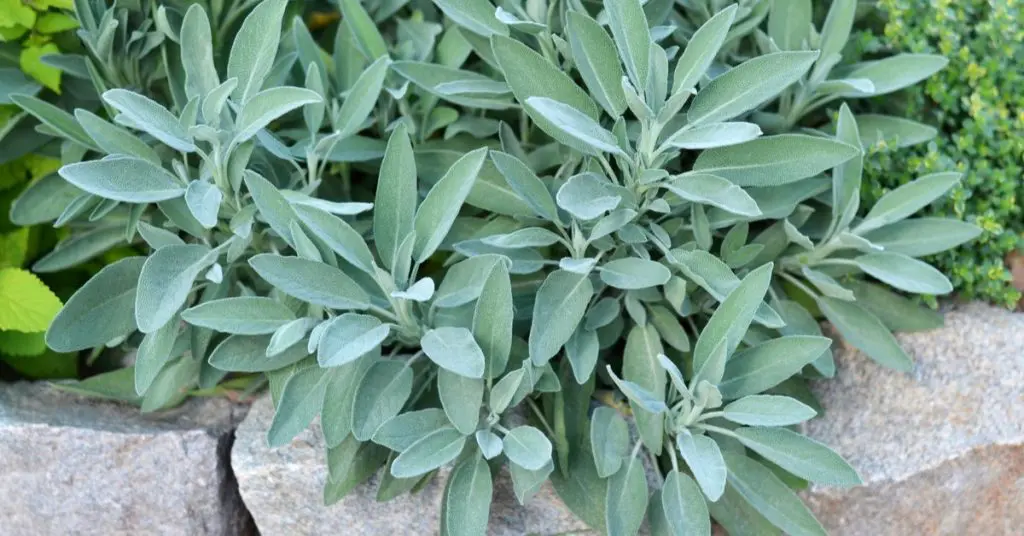 Gardening 101 for beginners, sage
