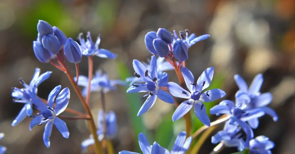 Small But Mighty: Minor Bulbs Impact a Spring Garden, scilla