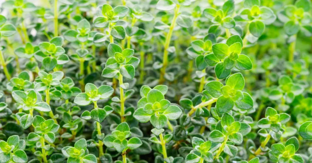 Gardening 101 for beginners, thyme
