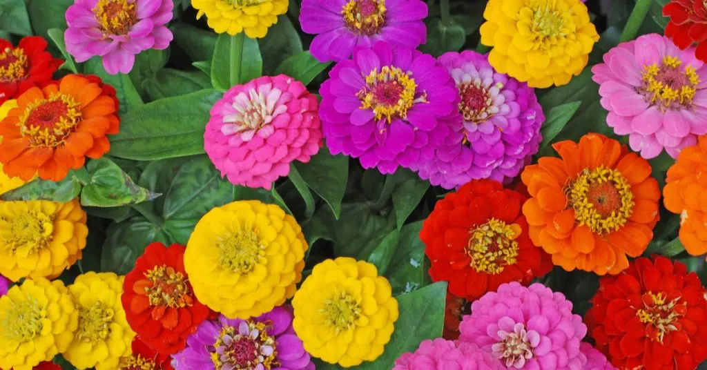 Gardening 101 for beginners, zinnias
