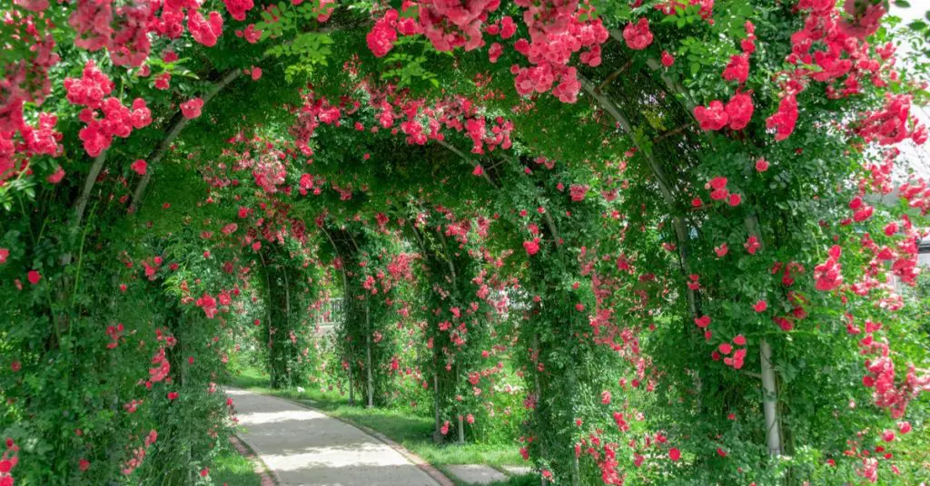 5 Types: The Right Rose For Your Garden, Climbing Roses