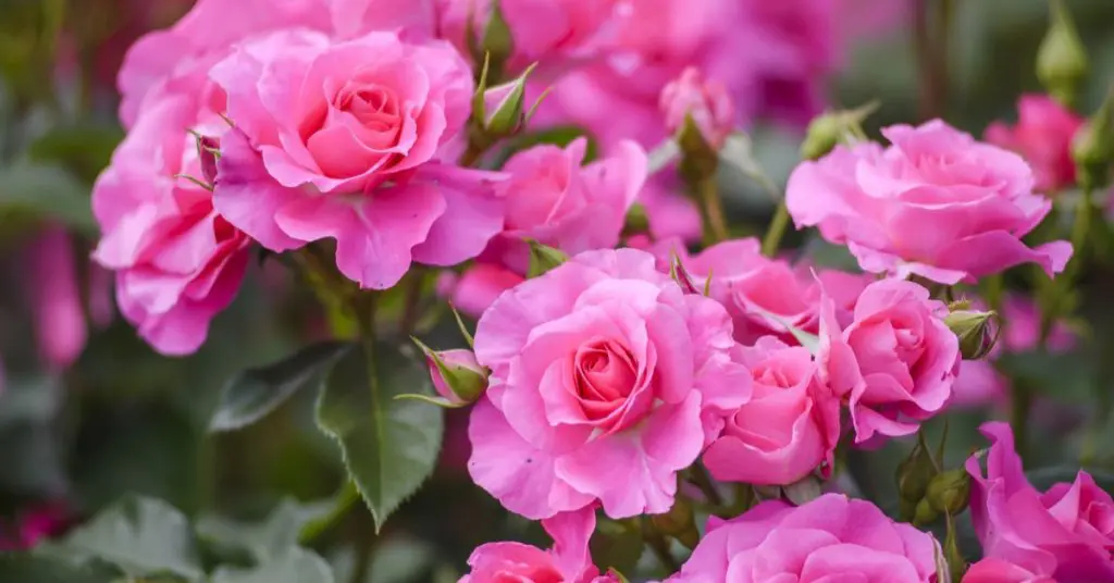 5 Types: The Right Rose For Your Garden, Floribunda Rose