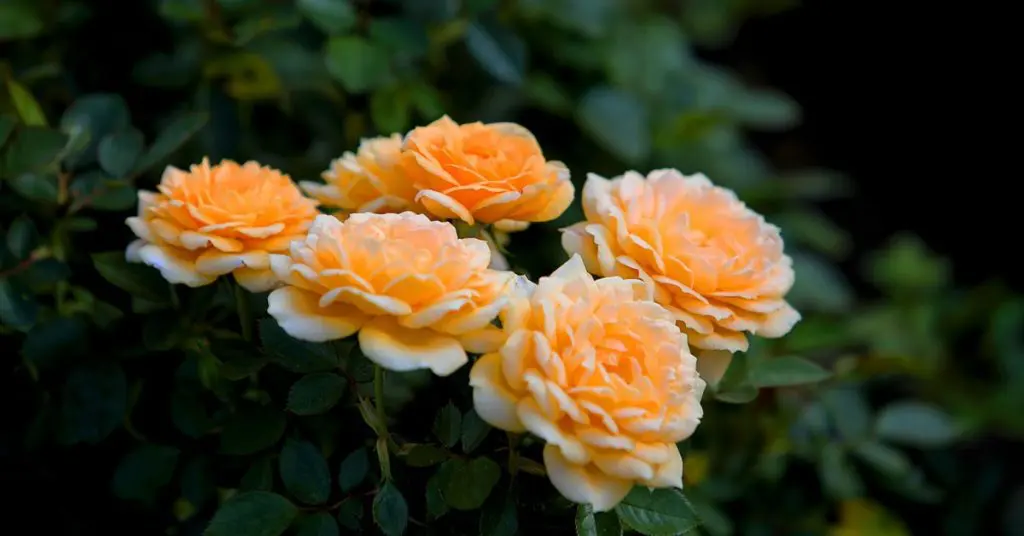 5 Types: The Right Rose For Your Garden, Grandiflora Rose