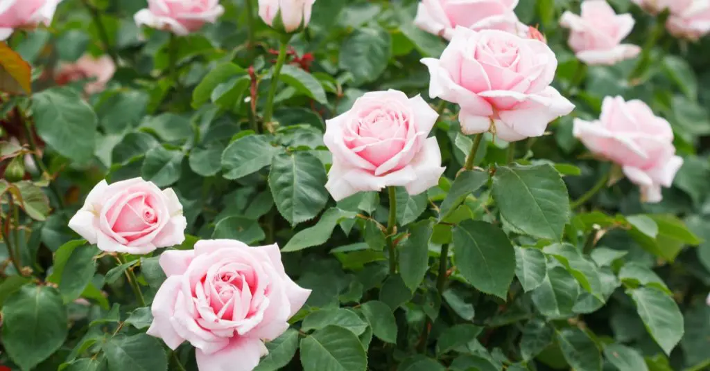 5 Types: The Right Rose For Your Garden, Hybrid Tea