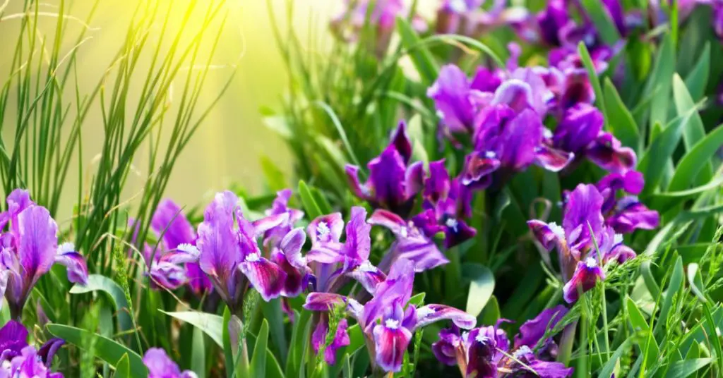 Why, When, How To Divide Perennials, iris