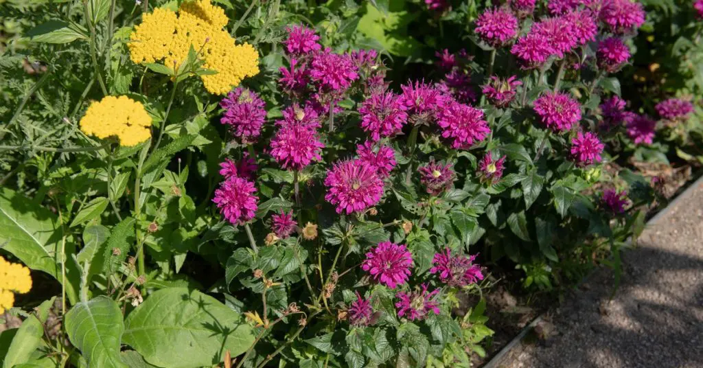 Why, When, How To Divide Perennials, monarda