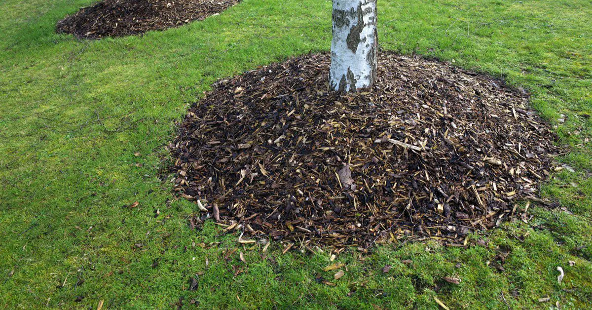 Why Mulch Volcanoes are Bad